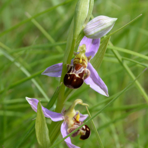Photographie n°2430481 du taxon Ophrys apifera Huds.