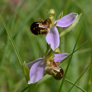 Photographie n°2430483 du taxon Ophrys apifera Huds.