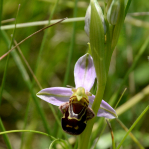 Photographie n°2430488 du taxon Ophrys apifera Huds.