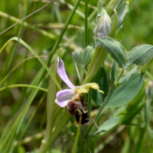 Photographie n°2430489 du taxon Ophrys apifera Huds.