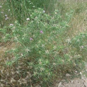 Photographie n°2430503 du taxon Centaurea calcitrapa L.