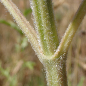  - Salvia sclarea L. [1753]