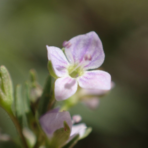 Photographie n°2430531 du taxon Veronica anagalloides Guss.