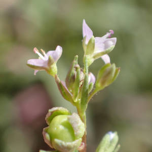 Photographie n°2430538 du taxon Veronica anagalloides Guss.