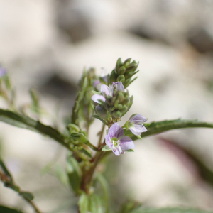 Photographie n°2430539 du taxon Veronica anagalloides Guss.