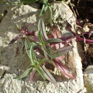 Photographie n°2430542 du taxon Veronica anagalloides Guss.