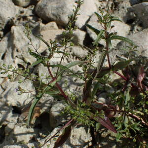 Photographie n°2430543 du taxon Veronica anagalloides Guss.