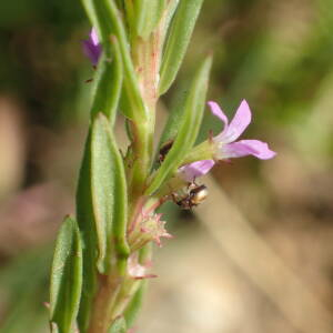 Photographie n°2430546 du taxon Lythrum hyssopifolia L.