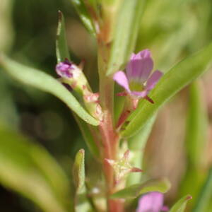 Photographie n°2430548 du taxon Lythrum hyssopifolia L.