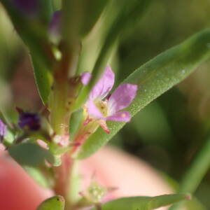Photographie n°2430549 du taxon Lythrum hyssopifolia L.