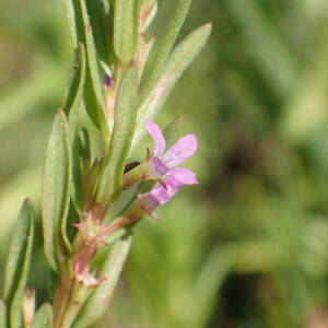 Photographie n°2430550 du taxon Lythrum hyssopifolia L.