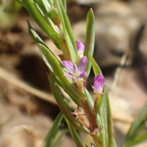 Photographie n°2430554 du taxon Lythrum hyssopifolia L.