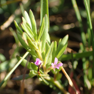 Photographie n°2430556 du taxon Lythrum hyssopifolia L.
