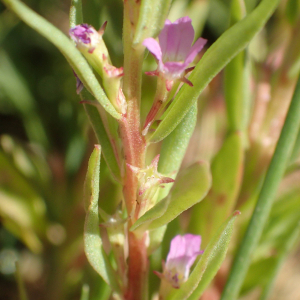 Photographie n°2430557 du taxon Lythrum hyssopifolia L.