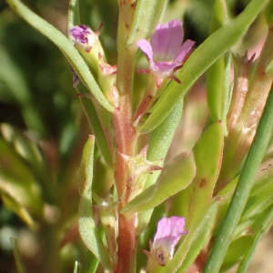 Photographie n°2430558 du taxon Lythrum hyssopifolia L.