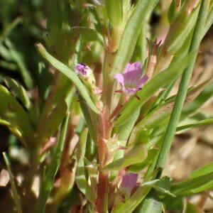 Photographie n°2430559 du taxon Lythrum hyssopifolia L.