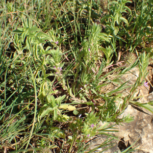 Photographie n°2430562 du taxon Lythrum hyssopifolia L.
