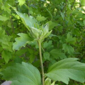 Photographie n°2430578 du taxon Hibiscus syriacus L. [1753]