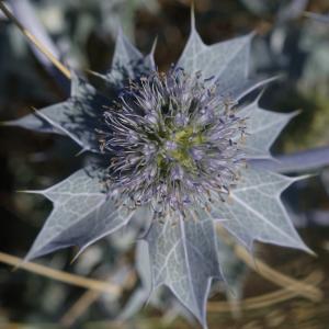 Photographie n°2430639 du taxon Eryngium maritimum L. [1753]