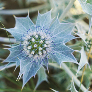 Photographie n°2430642 du taxon Eryngium maritimum L. [1753]