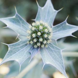 Photographie n°2430646 du taxon Eryngium maritimum L. [1753]