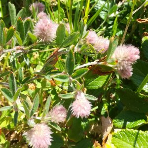 Photographie n°2430657 du taxon Trifolium arvense L. [1753]