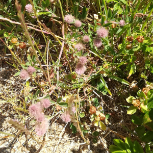 Photographie n°2430658 du taxon Trifolium arvense L. [1753]