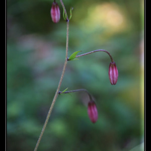 Photographie n°2430670 du taxon Lilium martagon L.