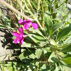 Photographie n°2430692 du taxon Matthiola incana (L.) R.Br. [1812]