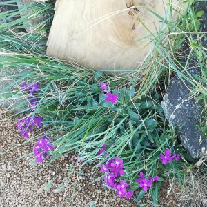 Photographie n°2430693 du taxon Matthiola incana (L.) R.Br. [1812]