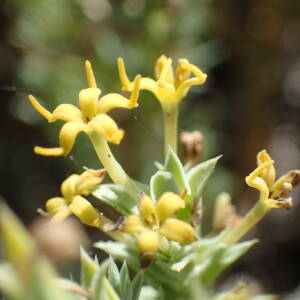Photographie n°2430716 du taxon Crucianella maritima L.