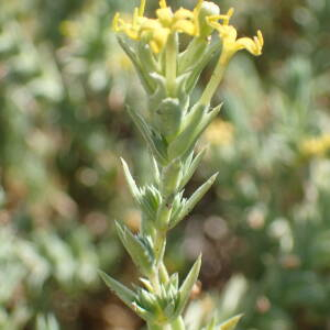 Photographie n°2430718 du taxon Crucianella maritima L.
