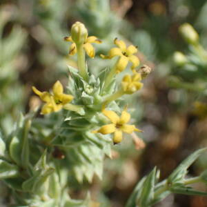 Photographie n°2430719 du taxon Crucianella maritima L.