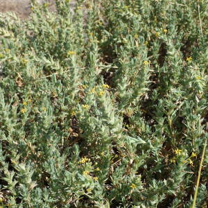 Photographie n°2430721 du taxon Crucianella maritima L.