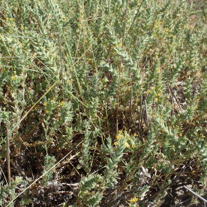 Photographie n°2430722 du taxon Crucianella maritima L.