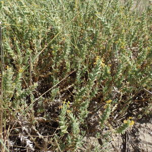 Photographie n°2430723 du taxon Crucianella maritima L.