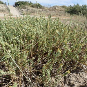 Photographie n°2430724 du taxon Crucianella maritima L.