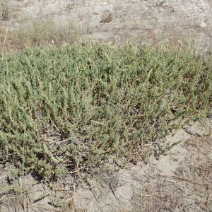 Photographie n°2430725 du taxon Crucianella maritima L.