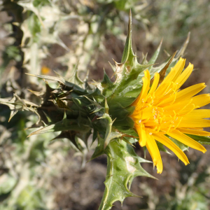 Photographie n°2430766 du taxon Scolymus hispanicus L.