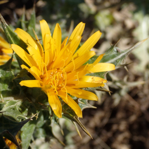Photographie n°2430767 du taxon Scolymus hispanicus L.