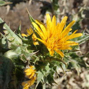 Photographie n°2430768 du taxon Scolymus hispanicus L.