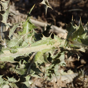 Photographie n°2430769 du taxon Scolymus hispanicus L.