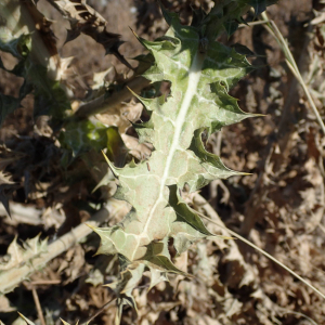 Photographie n°2430770 du taxon Scolymus hispanicus L.