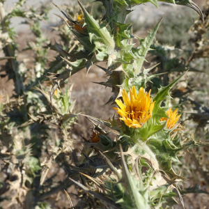 Photographie n°2430771 du taxon Scolymus hispanicus L.