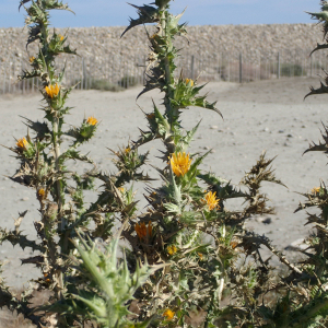 Photographie n°2430772 du taxon Scolymus hispanicus L.