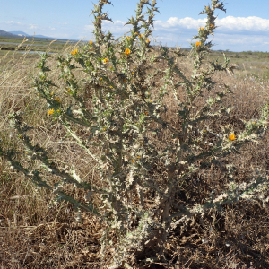 Photographie n°2430773 du taxon Scolymus hispanicus L.