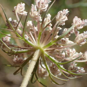 Photographie n°2430775 du taxon Daucus carota subsp. maritimus (Lam.) Batt.