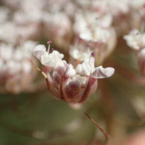 Photographie n°2430776 du taxon Daucus carota subsp. maritimus (Lam.) Batt.