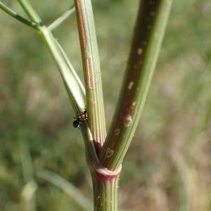 Photographie n°2430777 du taxon Daucus carota subsp. maritimus (Lam.) Batt.