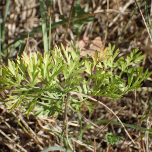  - Daucus carota subsp. maritimus (Lam.) Batt. [1889]